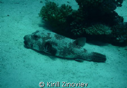 Sleeping..? by Kirill Zinoviev 